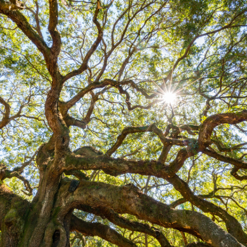 Sunlight filtering through the dense branches of a Coast Live Oak tree