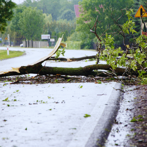 A tree has fallen on the side of a road.