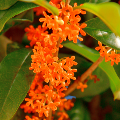 Cluster of vivid orange Fragrant Tea Olive flowers amidst glossy green leaves.