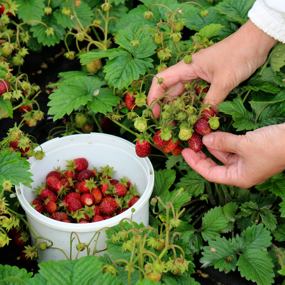 Hands harvesting strawberries and placing them in a white bucket.