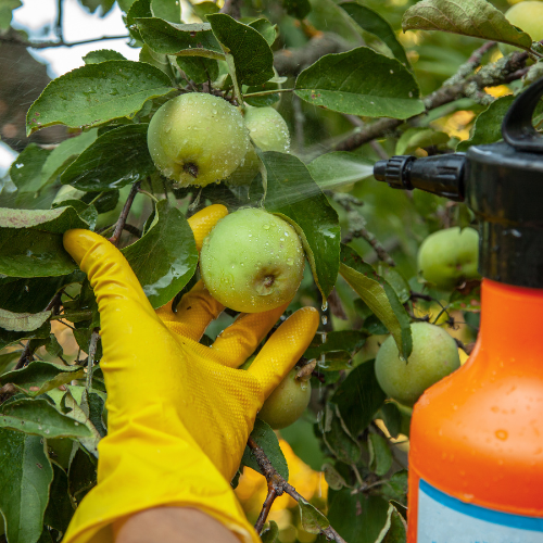 A person wearing yellow gloves is spraying apples on a tree.