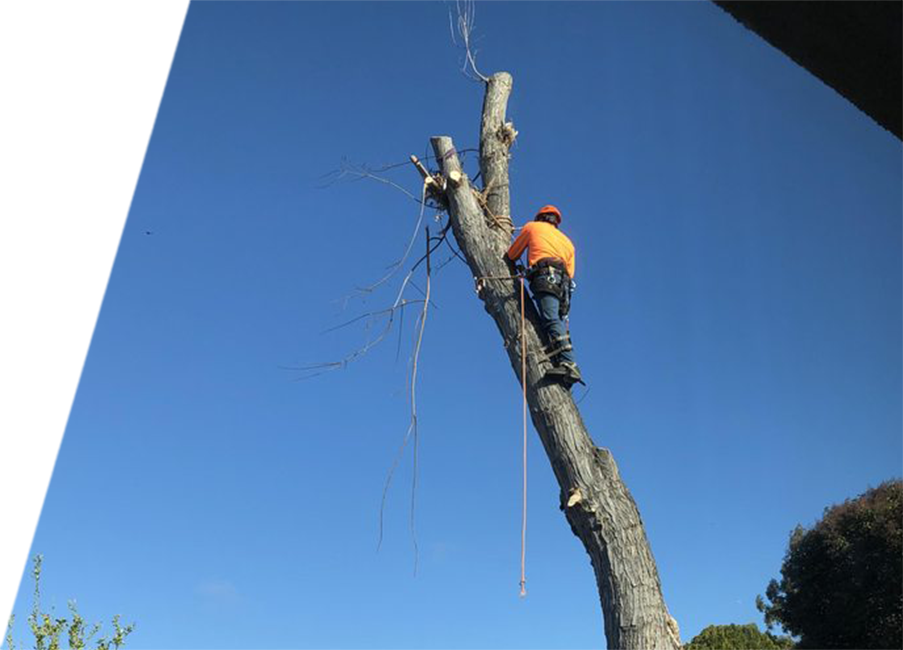 An arborist in safety gear climbs a tall, partially cut tree trunk against a clear blue sky.