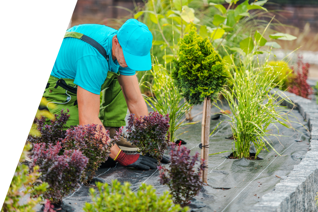 A man is planting flowers in a garden.