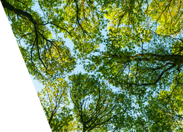 View of a lush, green tree canopy from below, showcasing healthy leaves and branches against a clear sky.