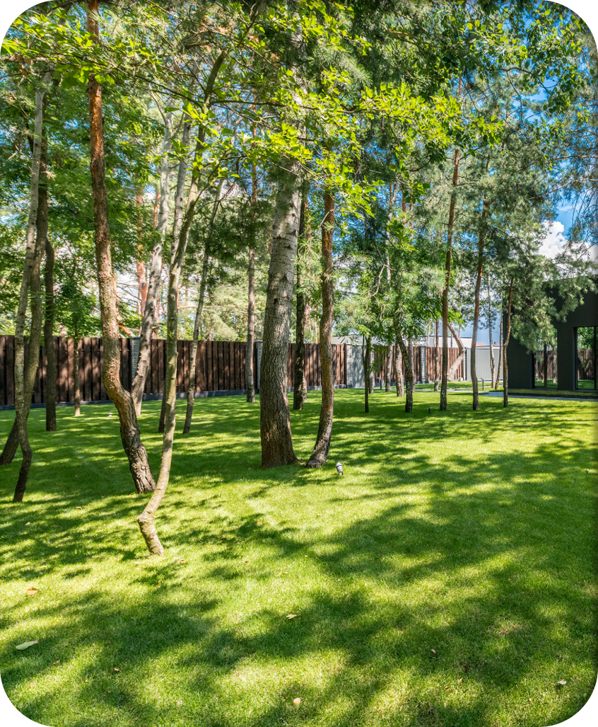 Healthy trees in a property with modern architecture