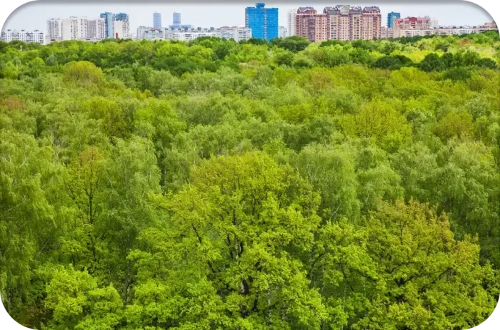 Healthy trees in an urban area