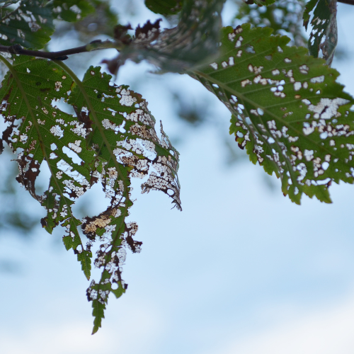 Damaged leaves with holes and discoloration