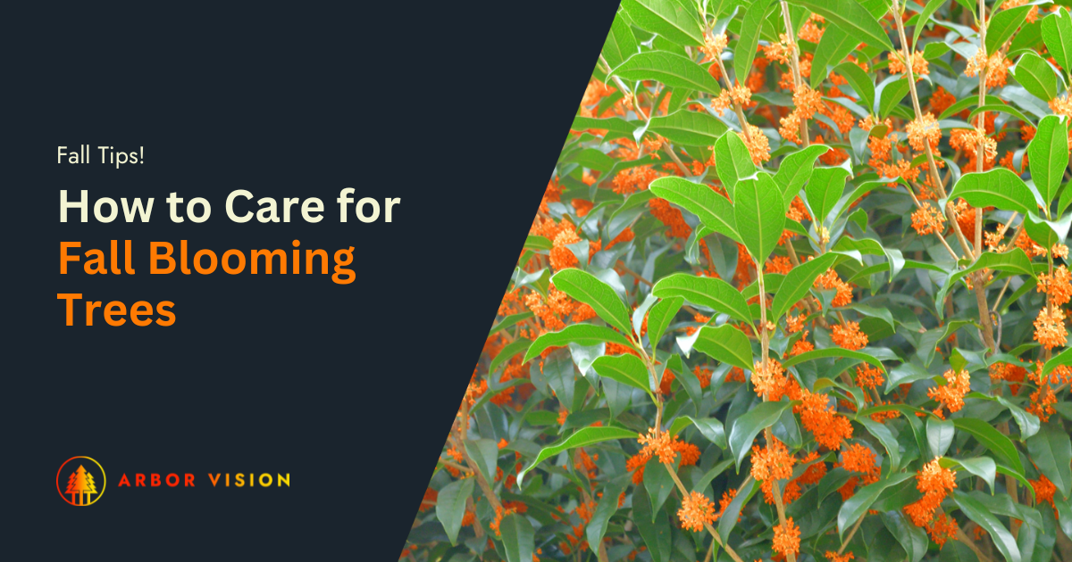 Vibrant orange flowers bloom on a lush Fragrant Tea Olive tree, showcasing its dense green foliage.