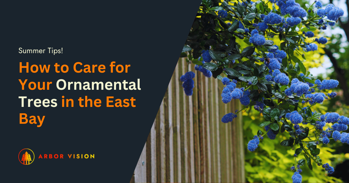 A branch of Ceanothus with vibrant blue flowers cascades over a wooden fence.