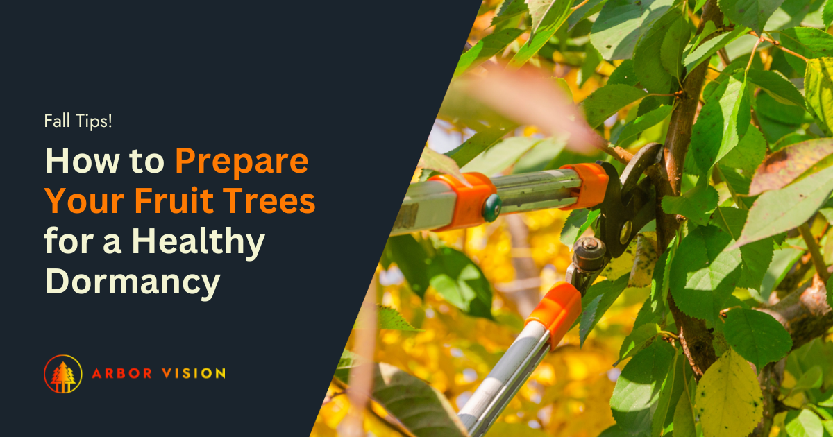 Close-up of pruning shears cutting a branch of a fruit tree with green and yellow autumn leaves.