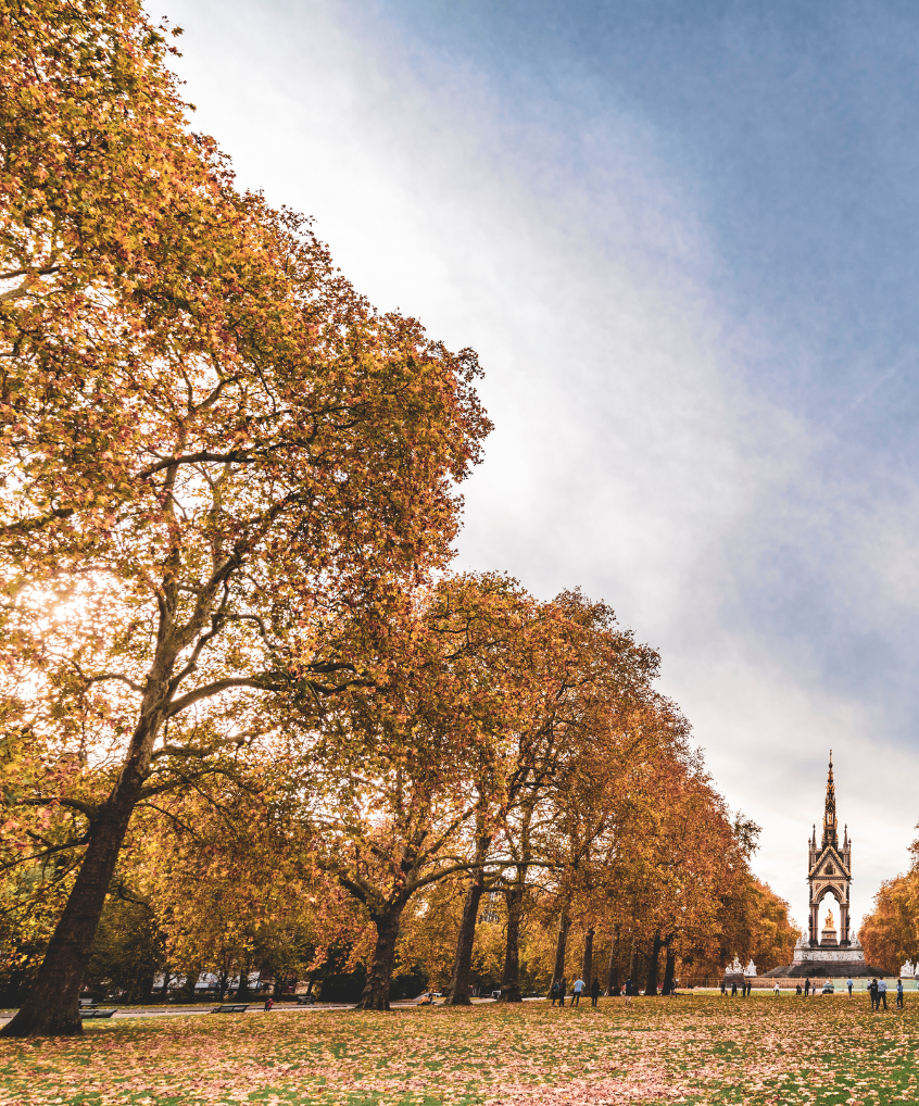 A row of trees in a park with a tower in the background