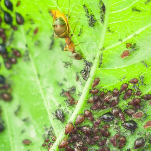 Close-up of a leaf infested with numerous pests