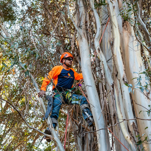 Arbor Vision member inspecting a tree, demonstrating professional tree health assessment.