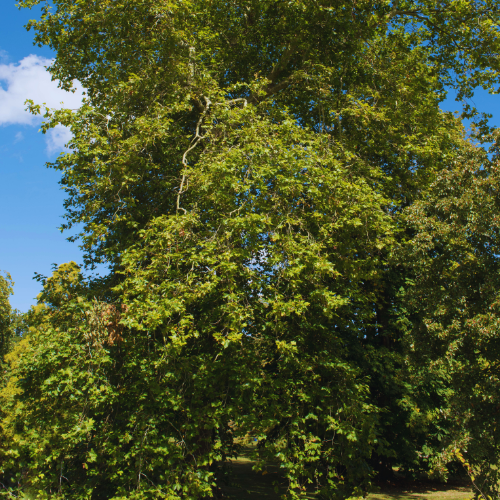 Photo of a large London Plane tree with a dense canopy of green leaves against a clear blue sky.