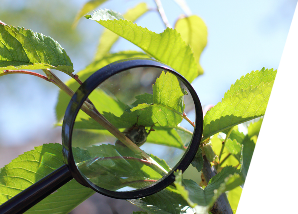 Magnifying glass inspecting a branch with a bug hiding between the leaves