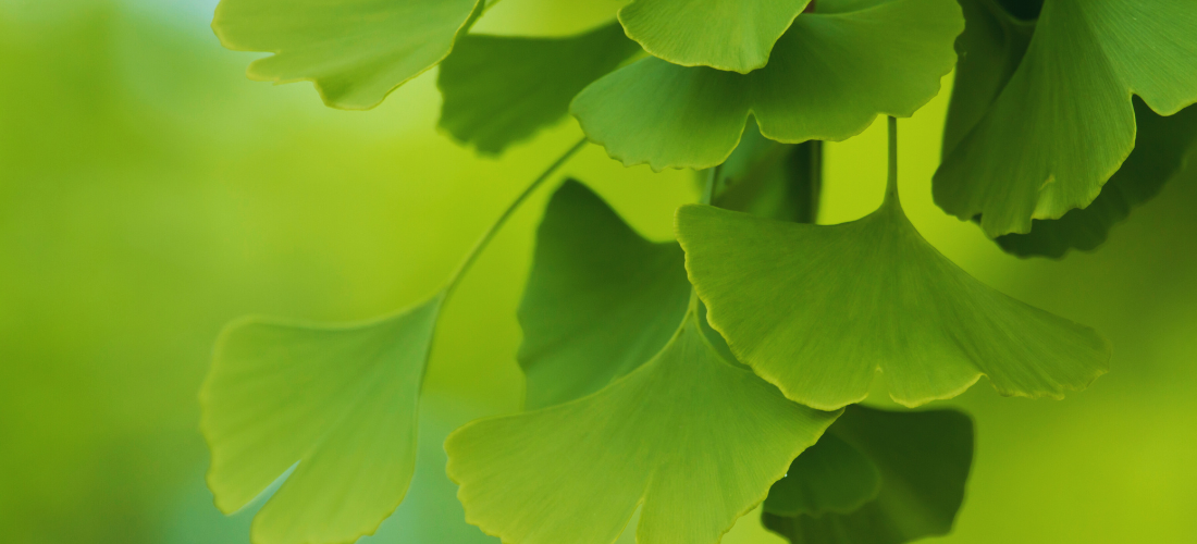 Close-up of Ginkgo biloba (Maidenhair Tree) leaves showcasing their distinctive fan shape and vibrant green color.