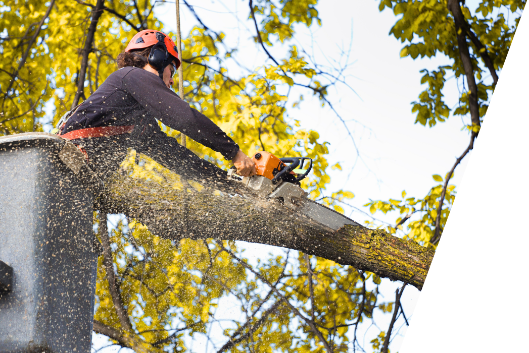 A man is cutting a tree with a chainsaw.