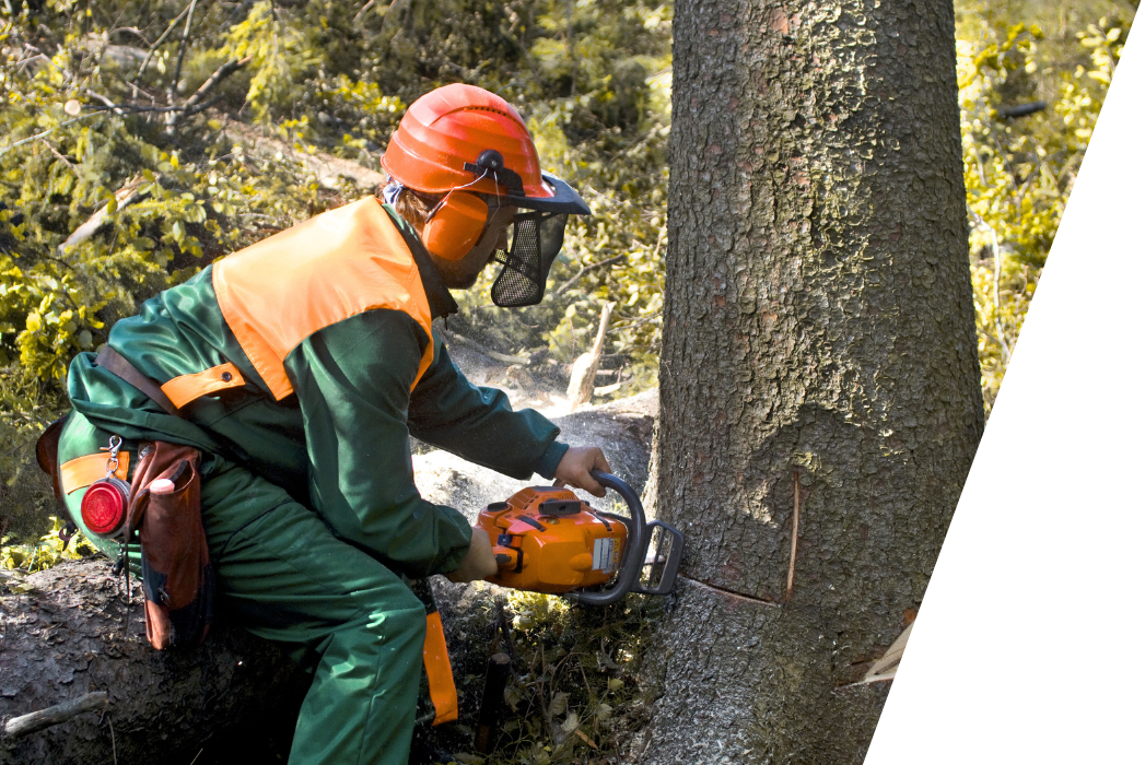 A man is cutting a tree with a chainsaw.