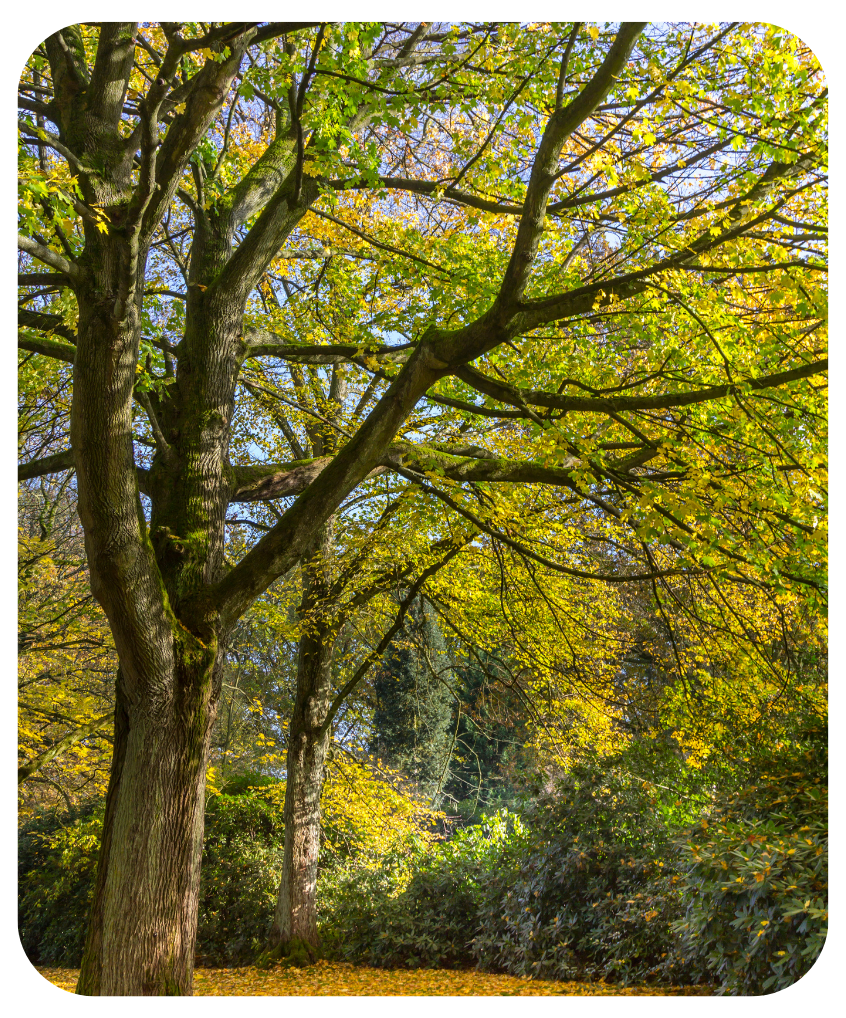 A maple tree