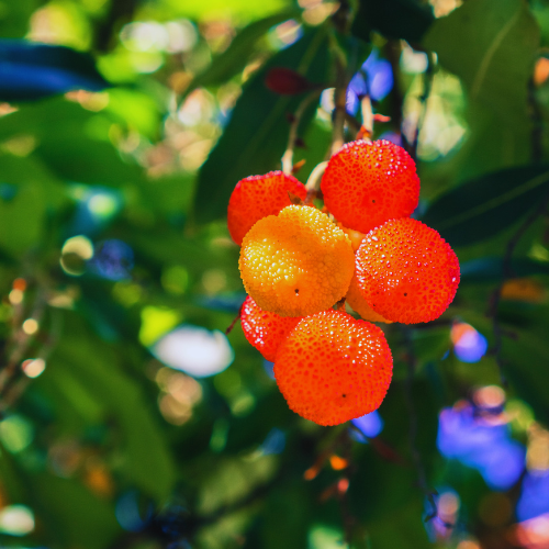 Bright, ripe fruits of the Marina Strawberry Tree hanging from a branch. The fruits are round, orange-red, and have a bumpy texture, resembling strawberries.