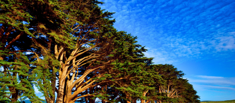 Row of Monterey Cypress trees against a backdrop of a partly cloudy sky.