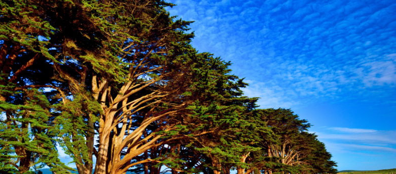 Best Native Trees for San Ramon Landscaping: Expert Tips & Benefits