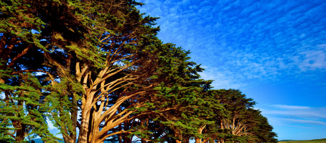 Recommended Shadeloving Native Trees For The Northern California Coast