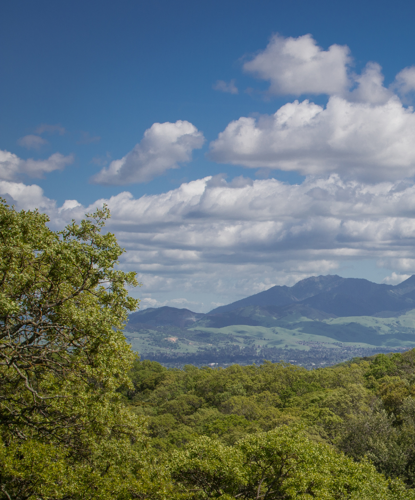 view of Mount Diablo, full of Lush grass grows and healthy trees