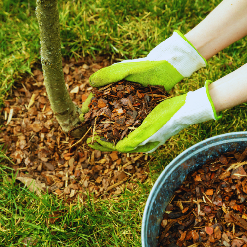 Hands wearing green gloves apply mulch around the base of a tree to retain moisture and improve soil health.