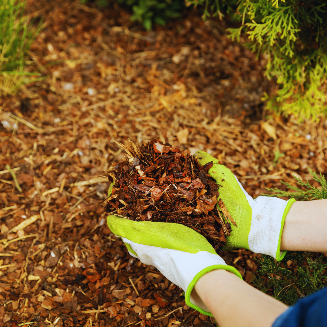 A person is holding a pile of mulch in their hands.