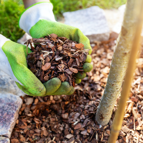 Gloved hands holding organic mulch near the base of a young tree.