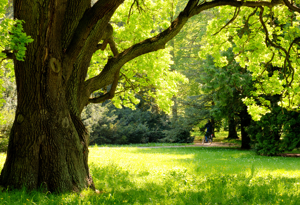 A large tree in a park with lots of green leaves