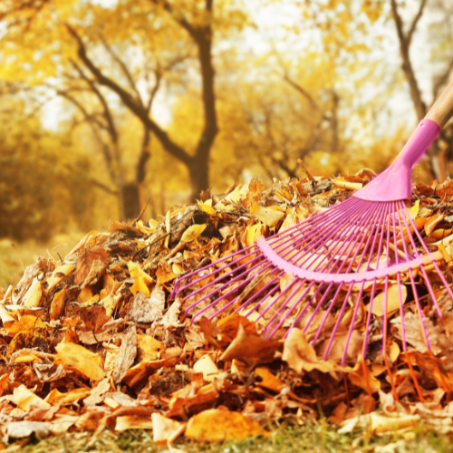 Pile of fallen leaves with a rake, showing the practice of gathering leaves for mulching in the fall.