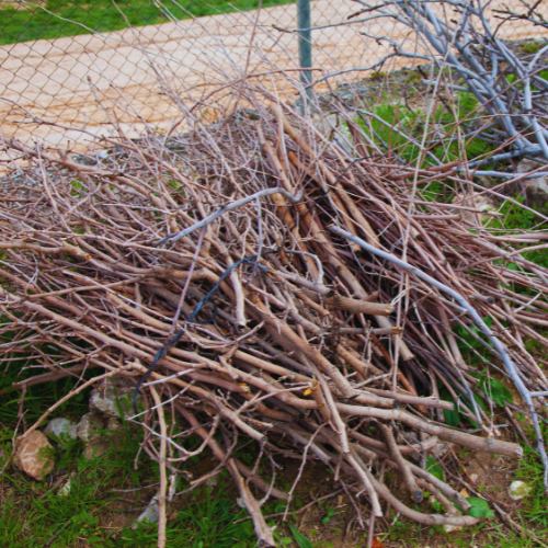 Pile of pruned branches from a fruit tree.