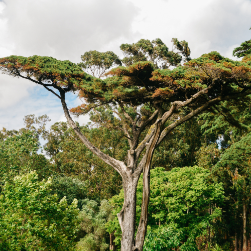 Tall Pinus pinea, or Italian Stone Pine, with an umbrella-like crown and sturdy branches, standing among lush green foliage.