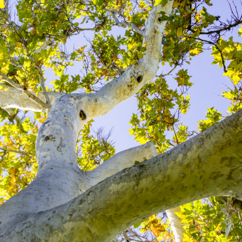 Close-up view of a Platanus racemosa, also known as the California Sycamore.