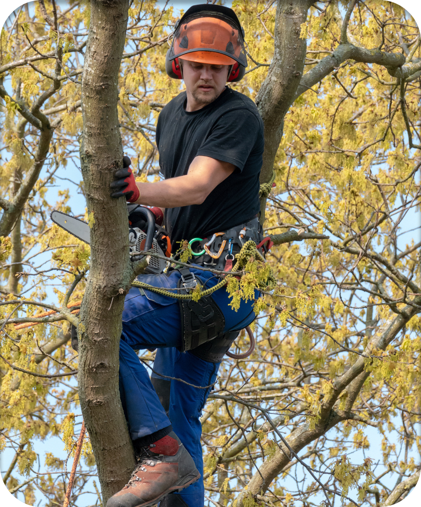 Professional arborist on top of a tree with a chainsaw for pruning branches