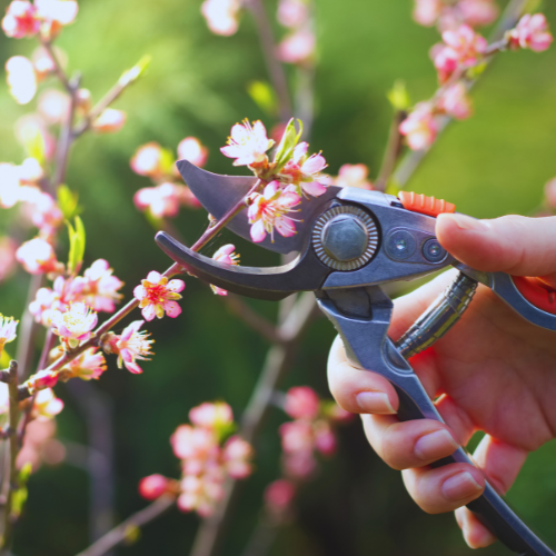 A person is cutting flowers with a pair of scissors