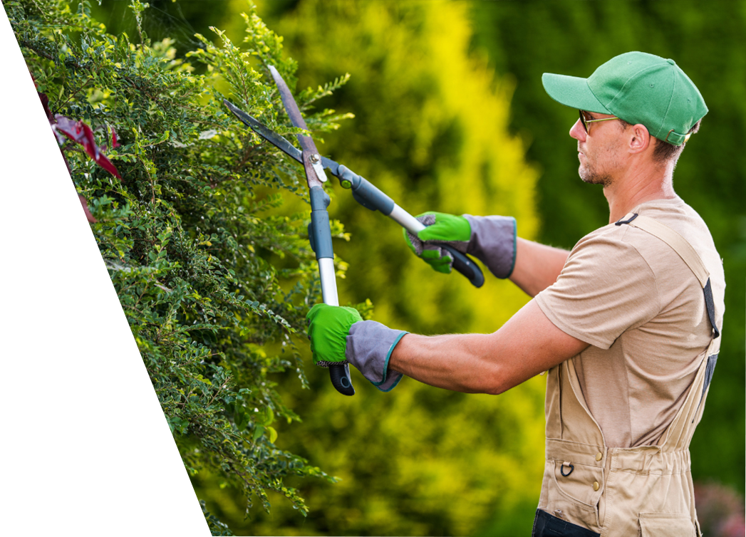 A professional gardener is actively pruning a lush bush using long-handled shears in a verdant outdoor setting.