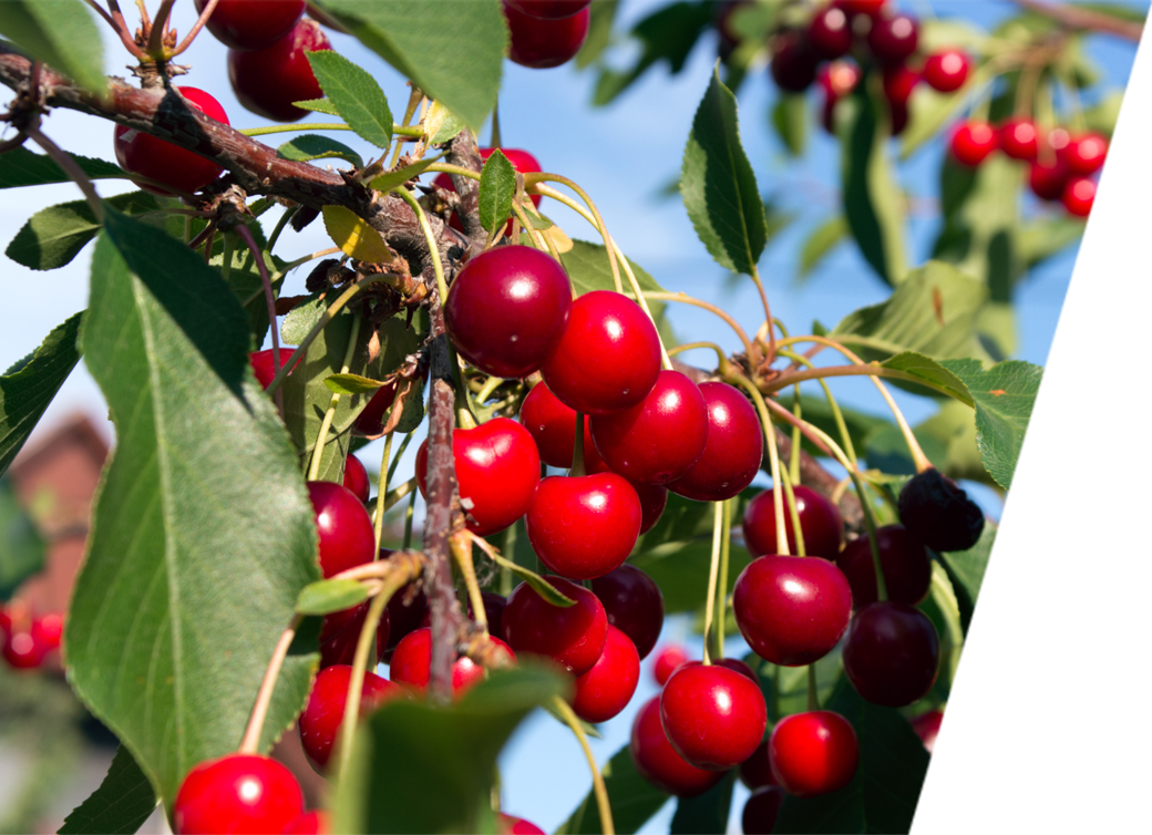 Red cherries on a healthy cherry tree