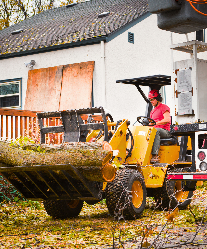 An arborist working on cutting and removing a tree with heavy equipment 