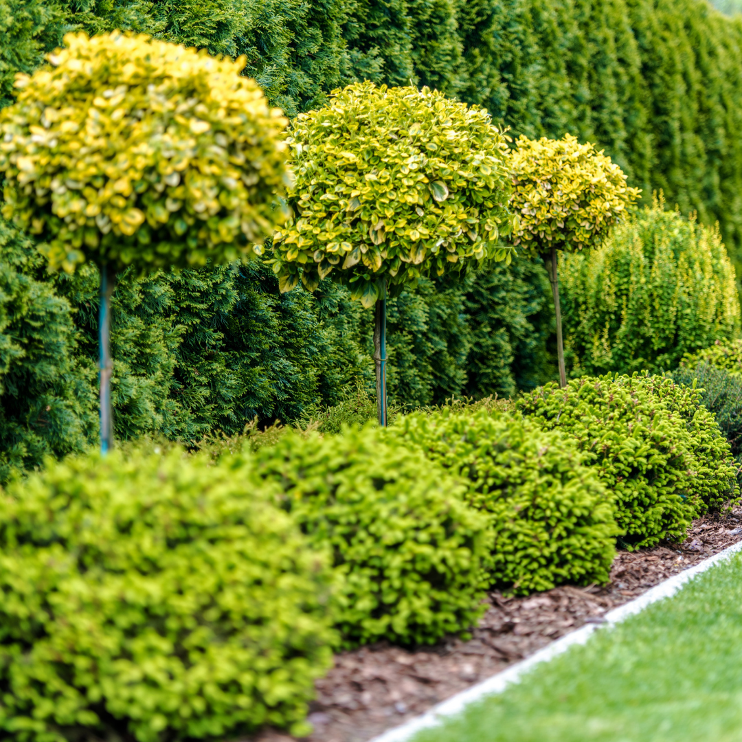 A row of trees and bushes in a garden.