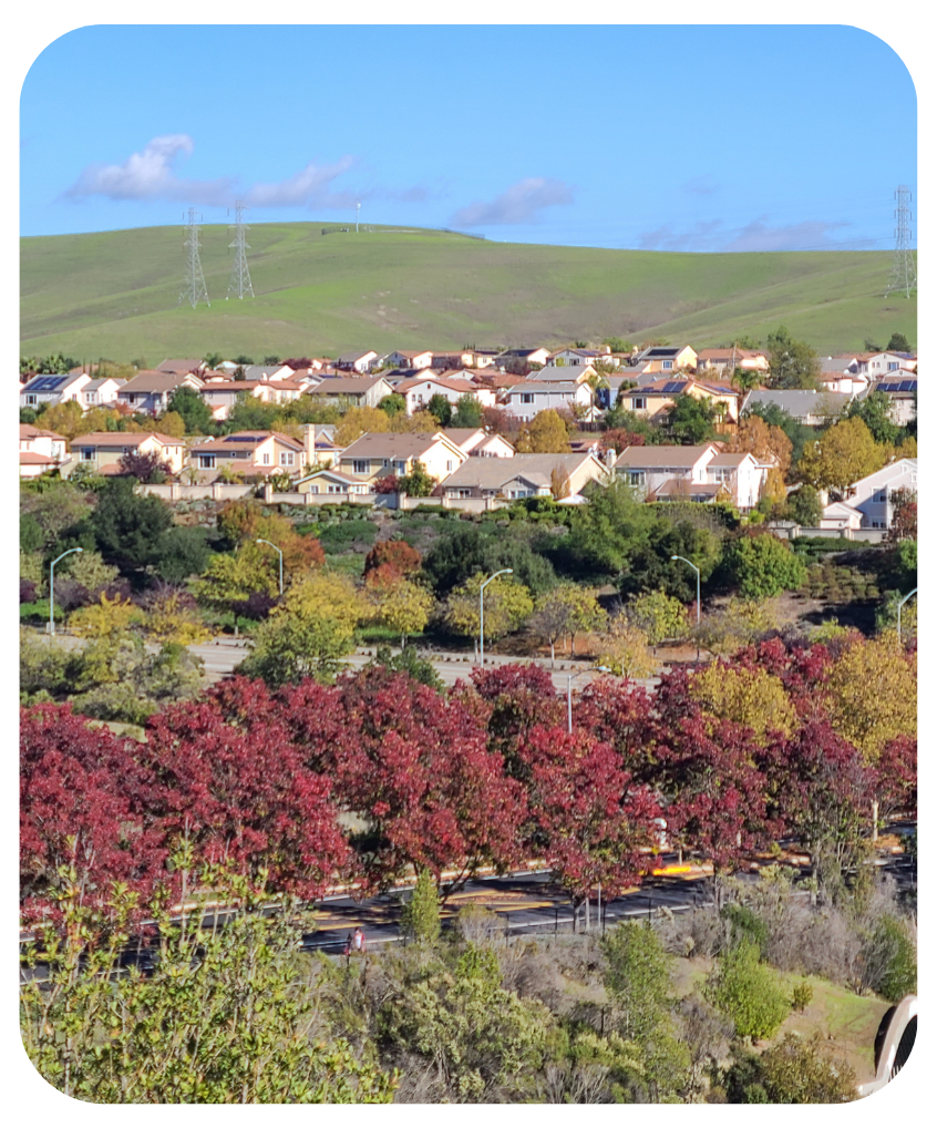 Callery pear trees on the residential road in the hills of San Ramon, California