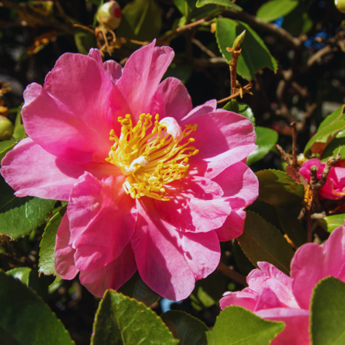 Vibrant pink Sasanqua Camellia blooms under sunlight with rich green foliage in the background.