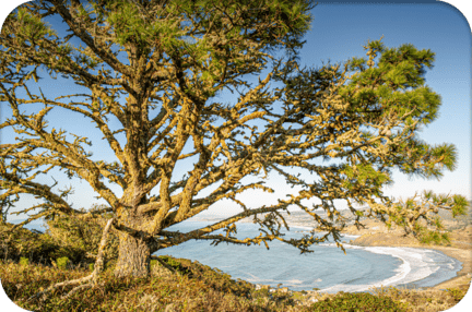 Scenic view of a healthy tree in California