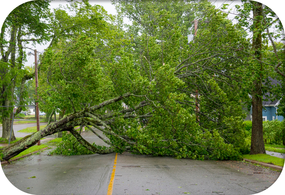 large fallen tree across the road, emergency tree removal