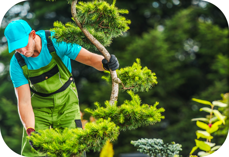 certified arborist checking garden tree health