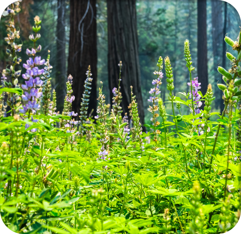 Silver lupine surrounded by healthy trees