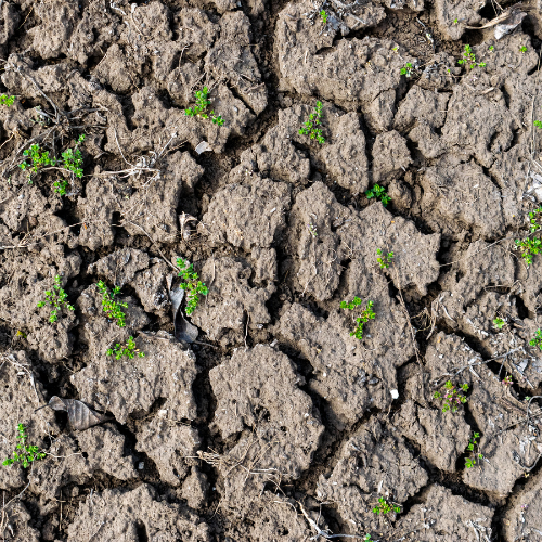 Dry, cracked soil indicating drought conditions and soil erosion