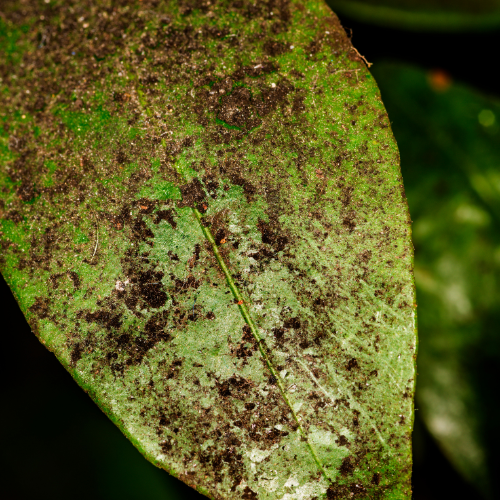 Leaf with discoloration and mold, showing signs of disease.